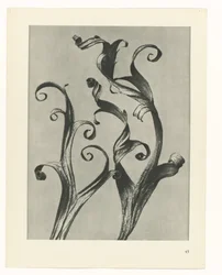 Studio di piante (serie Urformen der Kunst)