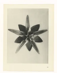 Studio di piante (serie Urformen der Kunst)
