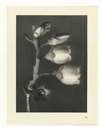 Studio di piante (serie Urformen der Kunst)