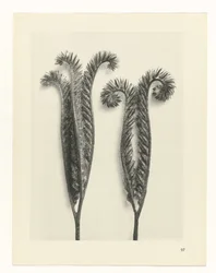 Studio di piante (serie Urformen der Kunst)