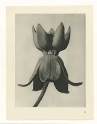 Studio di piante (serie Urformen der Kunst)