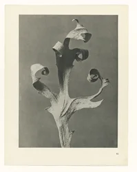 Studio di piante (serie Urformen der Kunst)