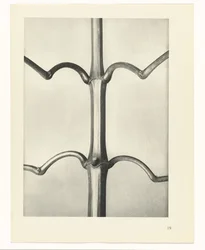 Studio di piante (serie Urformen der Kunst)