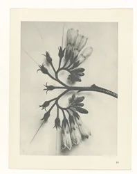 Studio di piante (serie Urformen der Kunst)