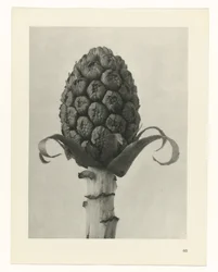 Studio di piante (serie Urformen der Kunst)