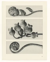 Studio di pianta - Urformen der Kunst (titolo della serie)