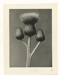 Studio di piante (serie Urformen der Kunst)