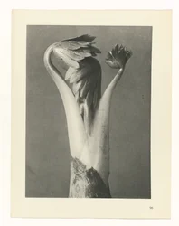 Studio di piante, Urformen der Kunst (titolo della serie)