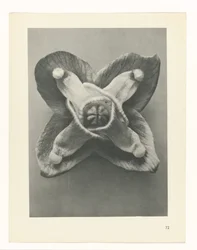Studio di piante (serie Urformen der Kunst)