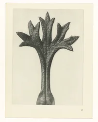 Studio di piante (serie Urformen der Kunst)