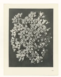 Studio di piante, Urformen der Kunst (titolo della serie)