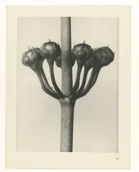 Studio di piante, Urformen der Kunst (titolo della serie)