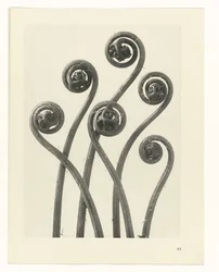 Studio di piante, Urformen der Kunst (titolo della serie)