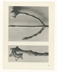 Studio di piante, Urformen der Kunst (titolo della serie)