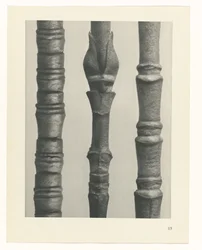 Studio di piante, Urformen der Kunst (titolo della serie)
