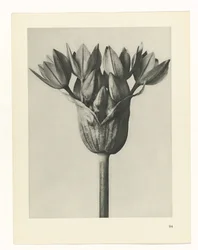 Studio di piante, Urformen der Kunst (titolo della serie)