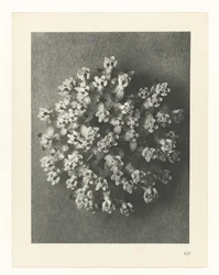 Studio di piante, Urformen der Kunst (titolo della serie)