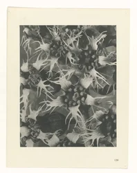 Studio di piante, Urformen der Kunst (titolo della serie)