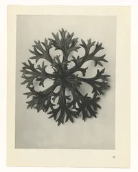 Studio di piante, Urformen der Kunst (titolo della serie)