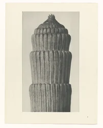 Studio di piante, Equisetum hiemale (serie Urformen der Kunst)