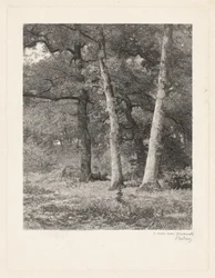 Una Radura nella Foresta