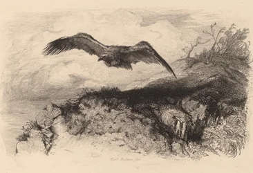 Aquila in volo