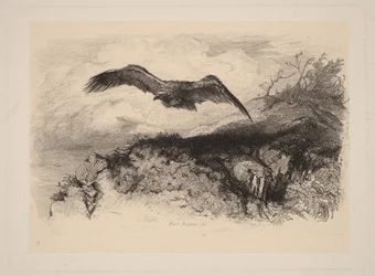 Aquila in volo