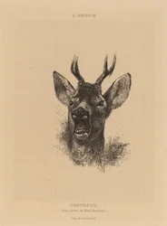 Capriolo