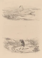 Cigno, airone