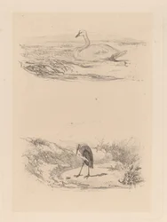 Cigno, airone