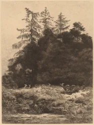 Daini in un parco