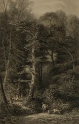 Interno della foresta