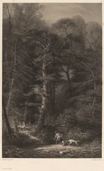 Interno della foresta