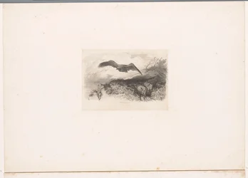 Aquila in volo