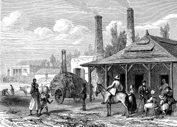 Pianta di zucchero a Mauritius nel 1863