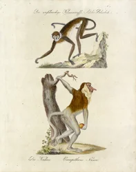 Scimmie africane (stampa)