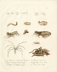 Aracnidi e stadi di sviluppo degli insetti (stampa)