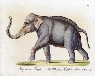 Elefante asiatico (femmina) (stampa)