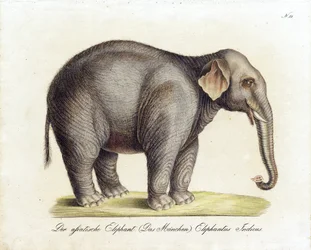 Elefante asiatico (maschio) (stampa)