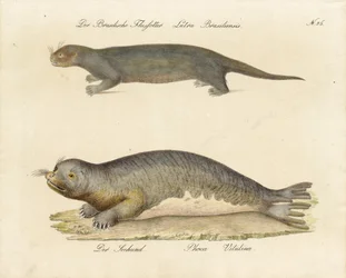 Lontra brasiliana e foca di porto (stampa)