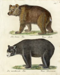 Orso bruno e orso americano (stampa)
