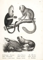 Uistitì dalla testa buffa, Callithrix flaviceps (in pericolo) 1, e tamarino leone dorato, Leontopithecus rosalia (in pericolo) 2,3. Litografia di Karl Joseph Brodtmann dal libro di Heinrich Rudolf Schinz Storia Naturale Illustrata degli Uomini e degli Anim