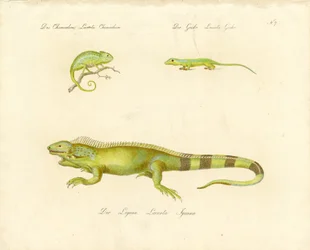 Camaleonte, geco e iguana (stampa)