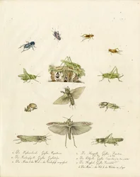 Grilli e cavallette (stampa)