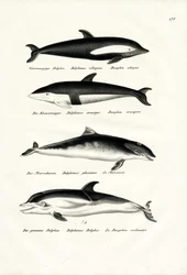 Diversi tipi di delfini, 1824