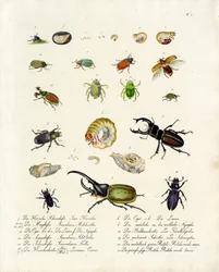 Diverse specie di coleotteri e le loro fasi di sviluppo (stampa)