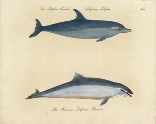 Delfini (stampare)