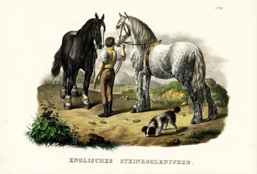Cavallo inglese da miniera, 1824