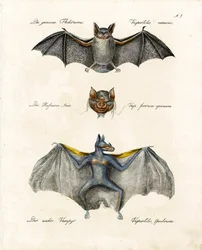 Specie di pipistrelli europei (stampa)