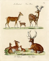 Specie di cervo europeo (stampa)